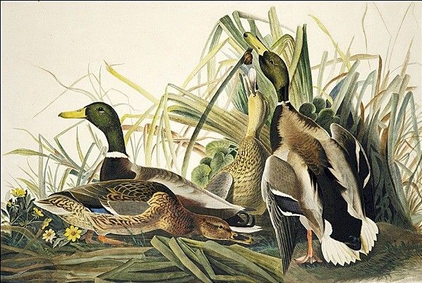 John James Audubon Mallard